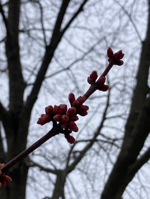 rose buds