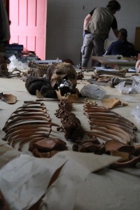 Here is a few of a skeleton in Standard Anatomic Position (SAP) with a glimpse of Dr. Barrett giving me instructions at my station near the door. Here is a few of a skeleton in Standard Anatomic Position (SAP) with a glimpse of Dr. Barrett giving me instructions at my station near the door.