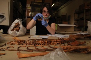 One of the anthropology students works at placing teeth back into the mandible (lower jaw) of the remains she is working with. One of the anthropology students works at placing teeth back into the mandible (lower jaw) of the remains she is working with.