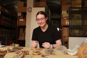 An array of bones sits before the anthropology student who now must take the bones and put them into Standard Anatomic Position (SAP). An array of bones sits before the anthropology student who now must take the bones and put them into Standard Anatomic Position (SAP).