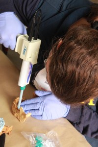 Here I am in intense concentration of applying the goo onto the mandible to cast the teeth. Here I am in intense concentration of applying the goo onto the mandible to cast the teeth.