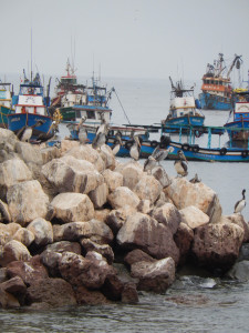Pelicans line the rocks while below swim small fishes, possible breakfast for the pelicans. Pelicans line the rocks while below swim small fishes, possible breakfast for the pelicans.