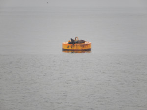 Sea lions lunge on the buoys out in the bay of Ilo. Sea lions lunge on the buoys out in the bay of Ilo.