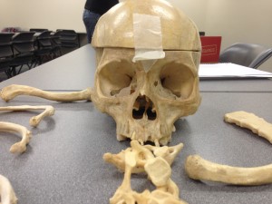 This is an anterior view of the skull of one of the skeletons we put together in class. These bones are real. This is an anterior view of the skull of one of the skeletons we put together in class. These bones are real.