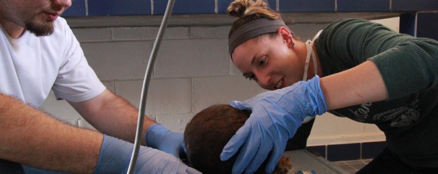 Ilo: Radiography Ilo: Radiography